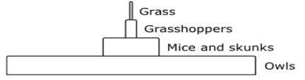 Which energy pyramid accurately represents the amount of energy at each level of this-example-3