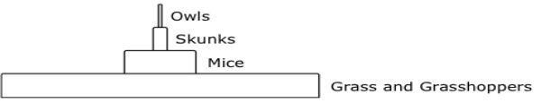 Which energy pyramid accurately represents the amount of energy at each level of this-example-4