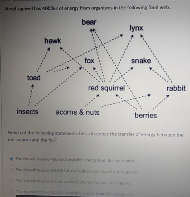 A red squirrel has 4000kJ of energy from organisms in the following food web.Which-example-1