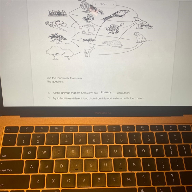 2. Try to find three different food chain from this food web and write them down?-example-1