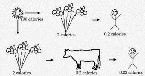 Based on the diagram shown, identify which food is more energy efficient for humans-example-1