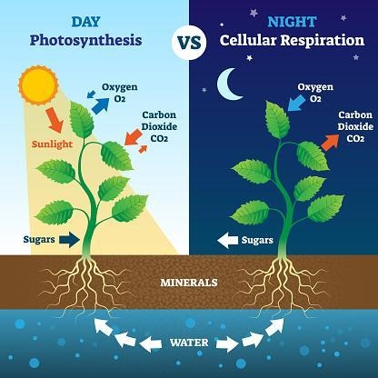 Jolana wants to know more about the role plants play in the carbon cycle. What can-example-1