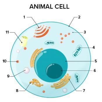 What part of the cell does 4 represent?Question 16 options:A) Rough endoplasmic reticulumB-example-1