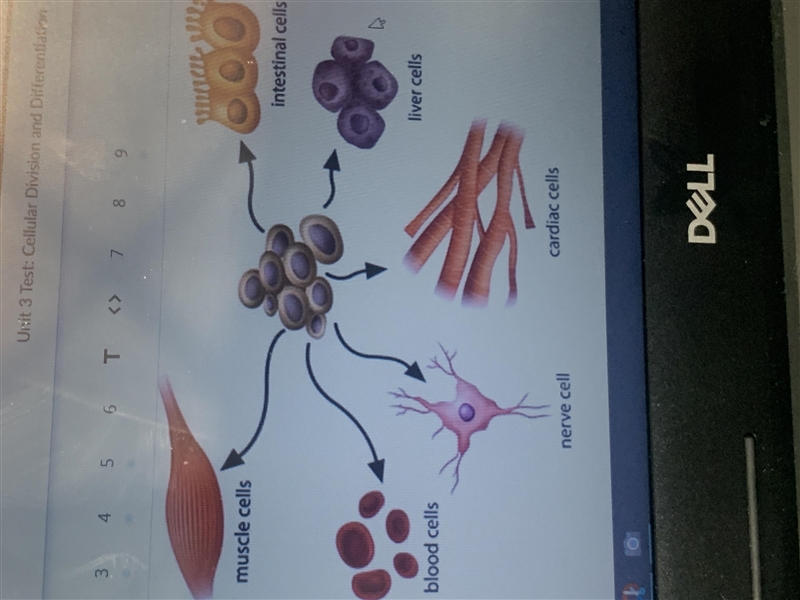 Use the image below: what process is happening in this model ?-example-1