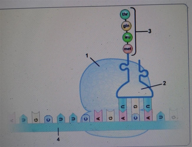 Refer to this diagram. Which structure will become the product of transiation?A.1 B-example-1