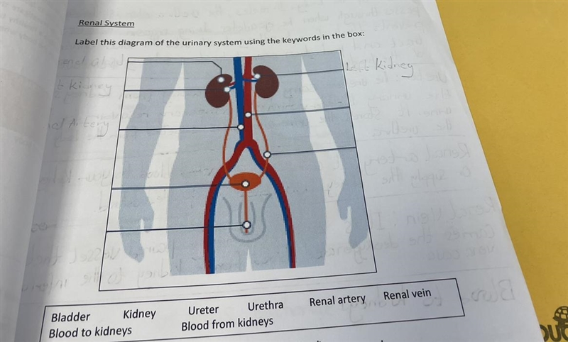 Label the diagram of the urinary system using the keywords in the box-example-1