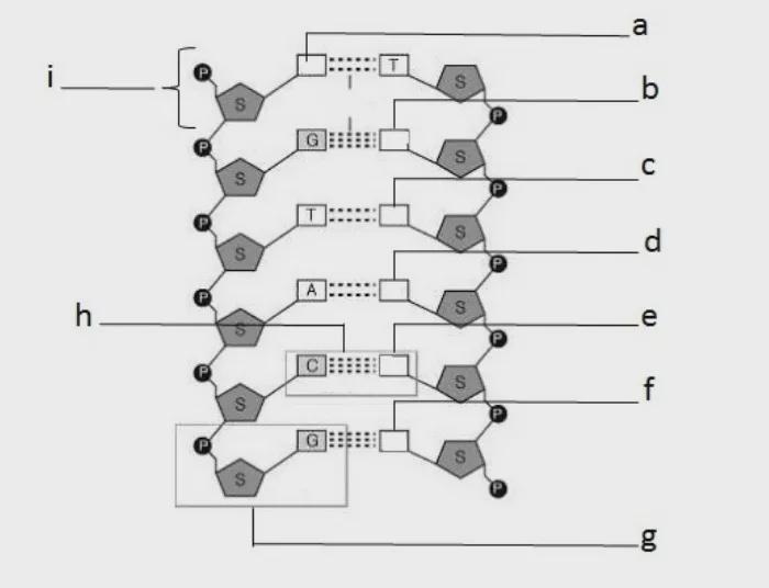 Please label the below diagram and give it a title-example-1