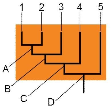 Refer to the cladogram shown above. The numbers 1 through 5 represent species that-example-1