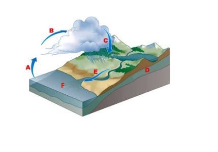 In the diagram below of the water cycle, what does letter C show? A. Condensation-example-1