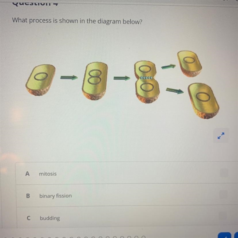 What is this called the last choice is meiosis-example-1