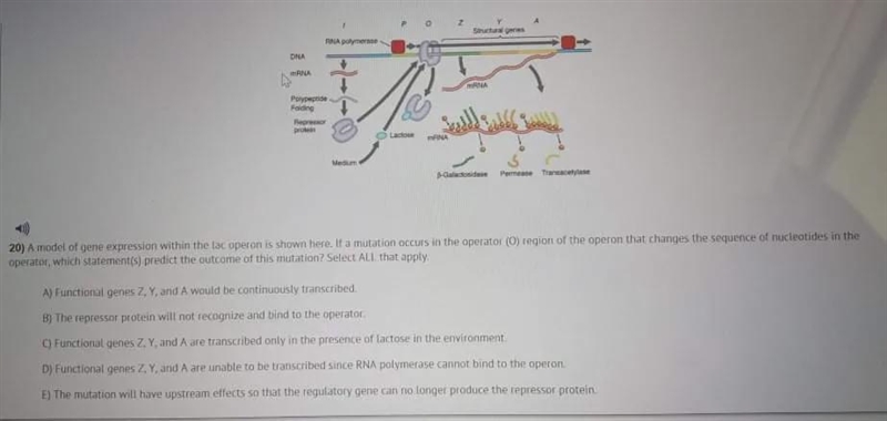 If a mutation occurs in the operator (O) region of the operon that changes the sequence-example-1