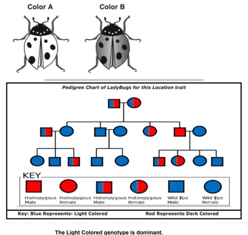 Part A: Based on the first-generation parents depicted in the pedigree, what is the-example-1