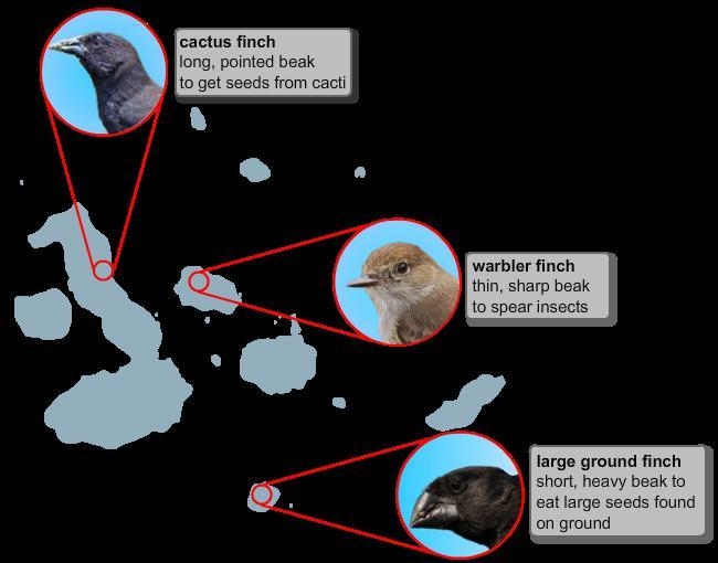 ANSWER ASAP Charles Darwin’s findings were pivotal to the formation of the theory-example-1