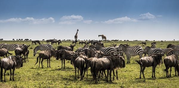 Look at the tropical grassland ecosystem. Picture of tropical grassland with zebras-example-1