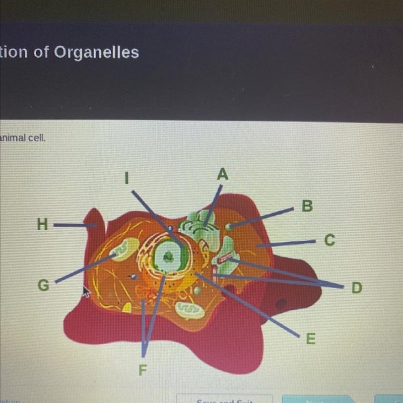 Which organelle is labeled H?-example-1