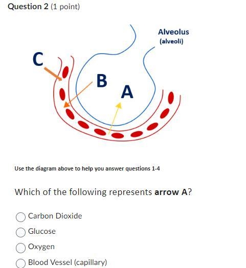 Help ASAP, its for k12 Bio-example-1