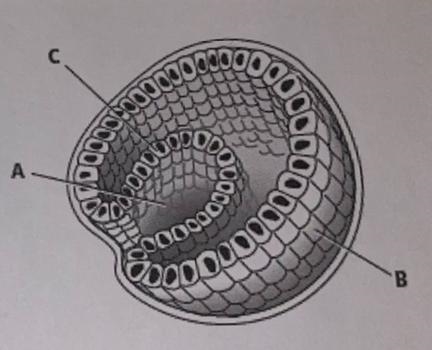 Name the three cell layers in the drawing of the gastrula. Identify the types of tissues-example-1