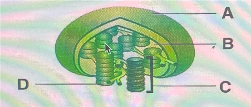 Identify the structures labeled A, B, C, and D. In which structures do the light dependent-example-1