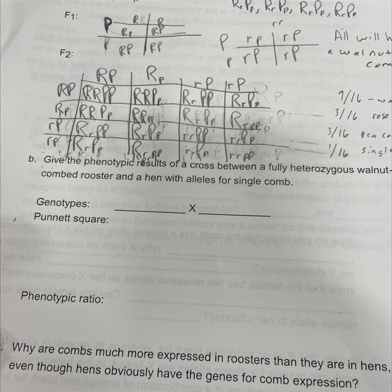 Give the phenotypic results of a cross between a fully heterozygous walnut-combed-example-1