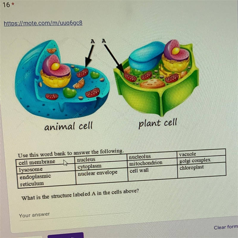 What is the structure labeled A in the cells above ?-example-1