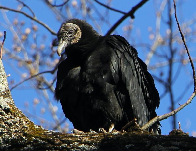 In your own words* give a general description of the species•Black vulture •Make sure-example-1