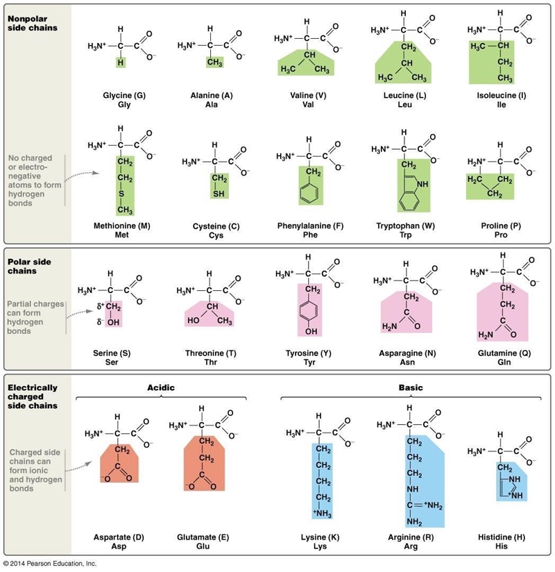 3. How might the changes that you identified affect the protein’s structure?Example-example-2