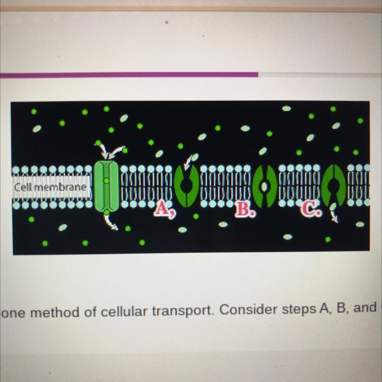 This section of the cell membrane illustrates one method of cellular transport. Consider-example-1