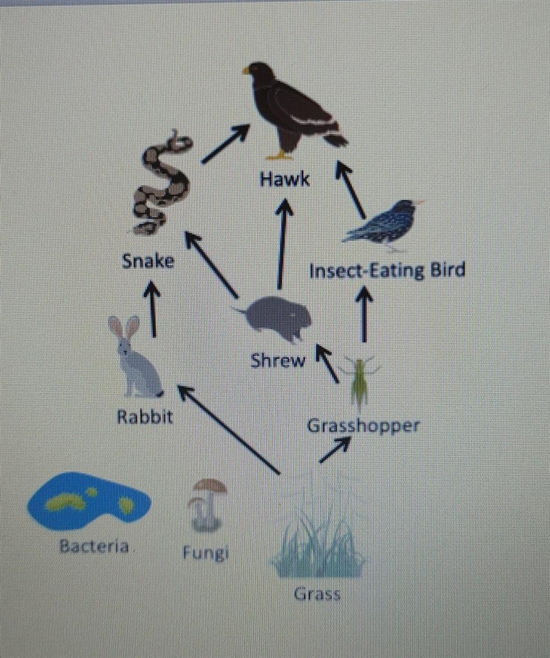 Name a primary consumer in this food web.​-example-1