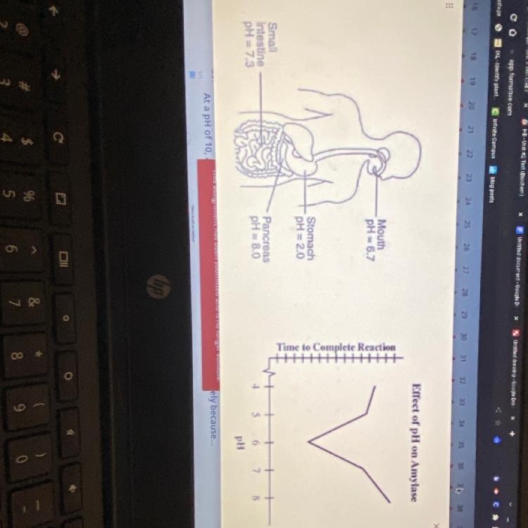 Pease help **I know the answer is not 3** The graph indicates that amylase would function-example-1