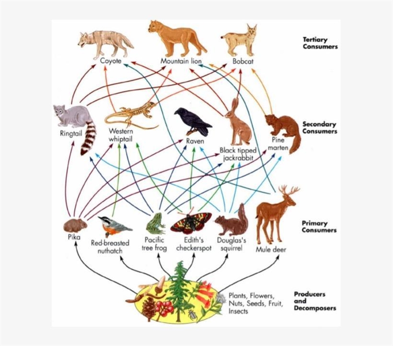 Look up an ecosystem from this list•Deciduous forest•Kelp forest•Tropical Rain forest-example-1