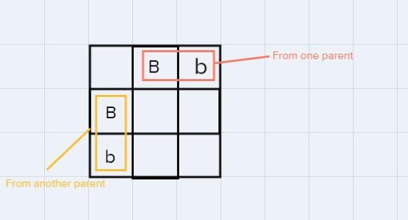 Fill a Punnett Square with the offspring from parents Bb x Bb.-example-1