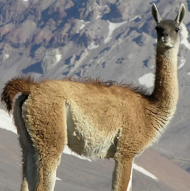 What animal in the Andes Mountains would be at the top of the food chain? bears guanacos-example-1