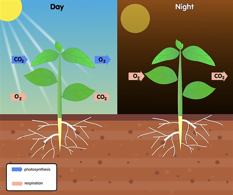 When do plants use oxygen ​-example-1