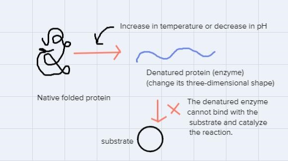 Draw a picture showing what happens to an enzyme when your organism does not maintain-example-1