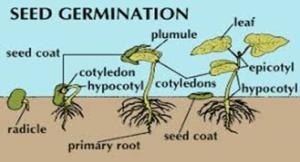 Parts of a germinating plant​-example-1