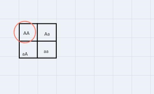 The Punnett square shows all possible combinations of alleles in offspring that can-example-1