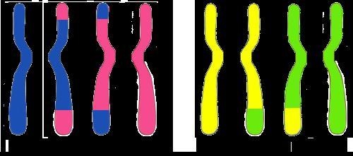 in meiosis, crossing over occurs, where homologous chromosomes synapse and their chromatids-example-1