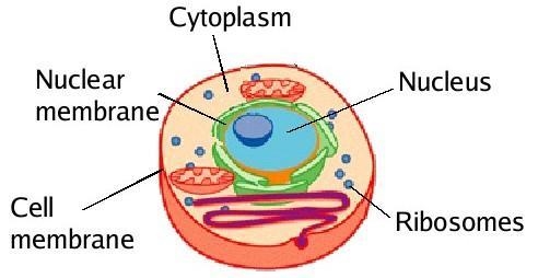 Plz help me draw things that are found inside the ribosome such as nucleus, cytoplasm-example-1