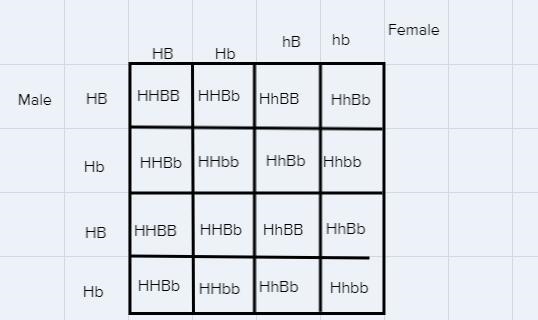 A male rabbit that is homozygous dominant for long hair over short hair H and heterozygous-example-1