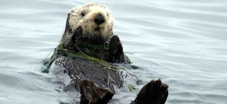 Which of the following typical adaptations of marine animals is not found in sea otters-example-2