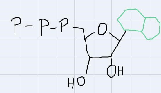 Draw the basic structure of Adenosine triphosphate below, labeling each of the three-example-1