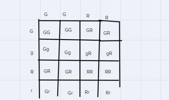 If a homozygous gray hair, red eyed male is crossed with a heterozygous gray hair-example-1