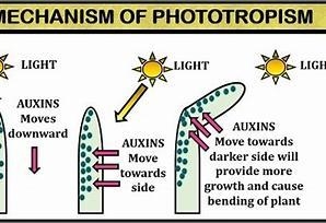 How does phototropism help a plant system get the resouces it needs-example-1