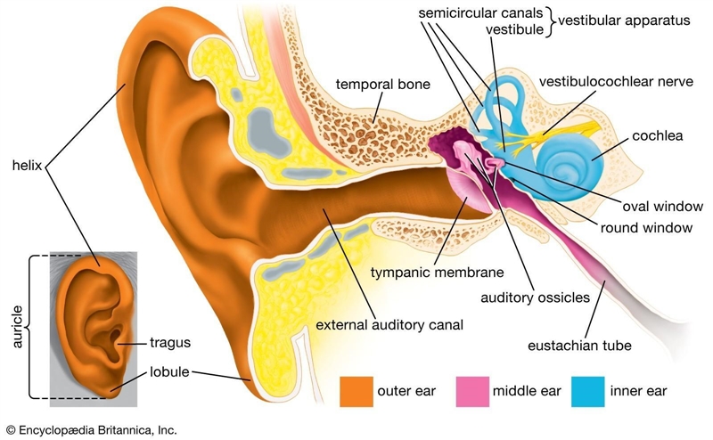 1. How are sound waves created? 2. What is the difference between music and noise-example-1