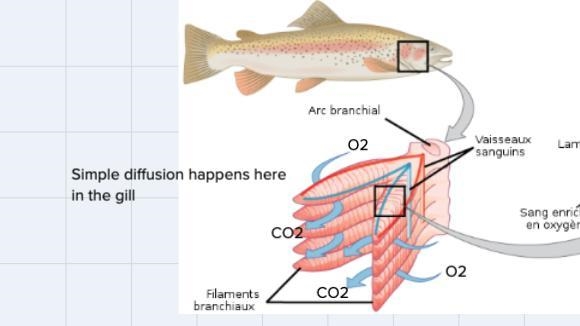 Draw a picture showing form of passive transport of a material into or out of your-example-2