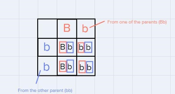 Fill a Punnett Square with the offspring expected when crossing bb x Bb, and find-example-1