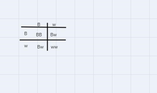 Cross two dogs that are heterozygous for brown fur. (Note: brown fur is dominant to-example-2