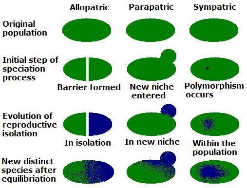 What is sympatric speciation?A. different populations of the same species in the same-example-1