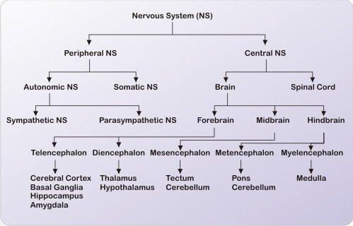 Why is the sympathetic nervous system referred to as the fight or flight system?-example-1