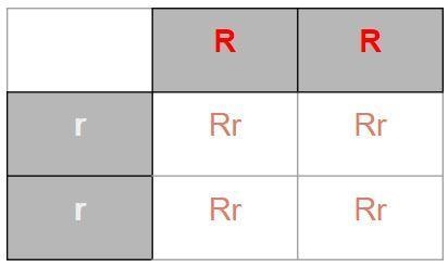 Hereditary assignment: must show punnet square, and provide explanation of genotype-example-1